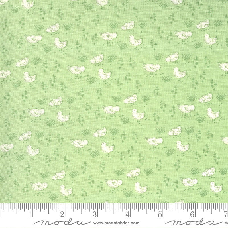 Break of Day - Lime Meadow Chicks