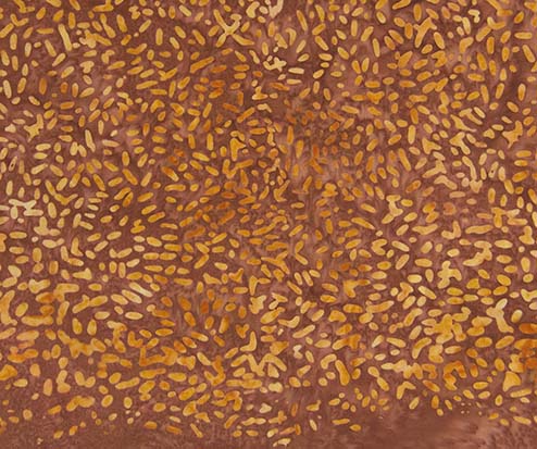 Ketan - Chestnut Orange