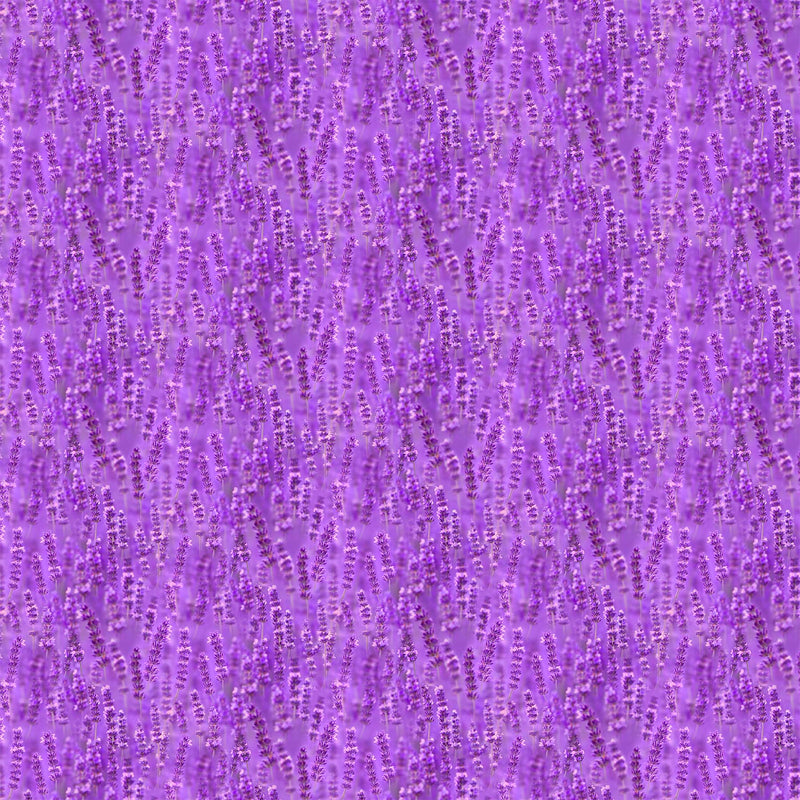 Lavender Fields - Lilac